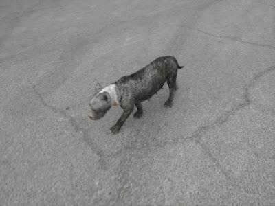 Alma, pit bull abandonada en la calle en pésimas condiciones.
