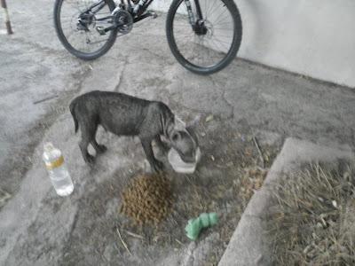 Alma, pit bull abandonada en la calle en pésimas condiciones.