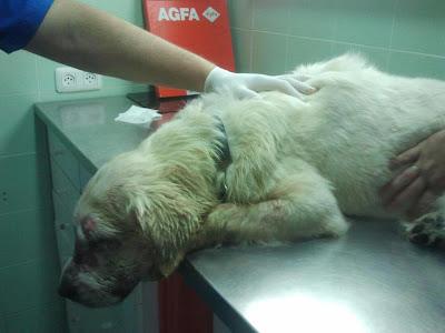 Blanca, continuamente atacada por los demás perros. (Cadiz)