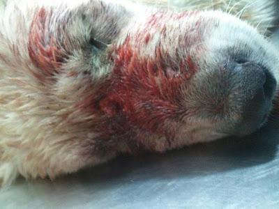 Blanca, continuamente atacada por los demás perros. (Cadiz)