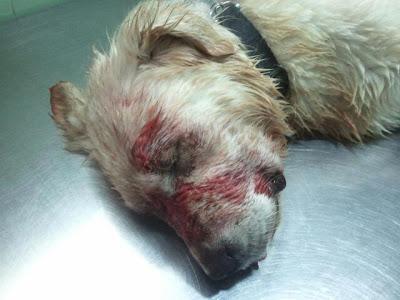 Blanca, continuamente atacada por los demás perros. (Cadiz)