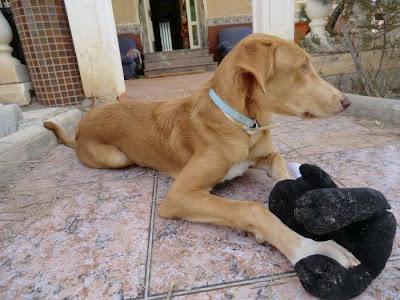 Olivia, cachorra 6 meses y sigue sin nada. (MURCIA‏).