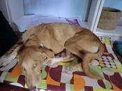 Olivia, cachorra meses sigue nada. (MURCIA‏).