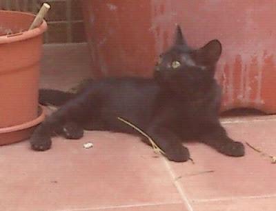 NORA, rescatada de una obra en adopcion urgente (Murcia)‏