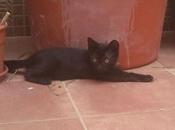 NORA, rescatada obra adopcion urgente (Murcia)‏
