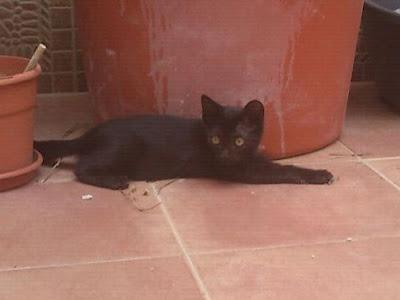 NORA, rescatada de una obra en adopcion urgente (Murcia)‏