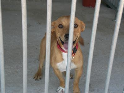 Perritos en la perrera de Murcia. AYUDA para salvarlos