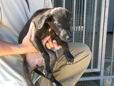 Perritos en la perrera de Murcia. AYUDA para salvarlos