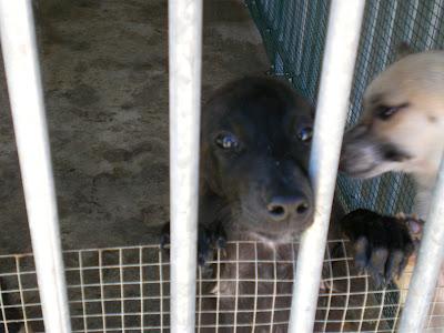 Perritos en la perrera de Murcia. AYUDA para salvarlos