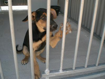 Perritos en la perrera de Murcia. AYUDA para salvarlos