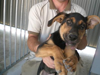 Perritos en la perrera de Murcia. AYUDA para salvarlos