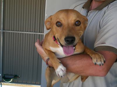 Perritos en la perrera de Murcia. AYUDA para salvarlos