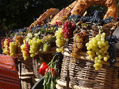 Tiempo de vendimia    /    Time of harvest