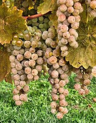 Tiempo de vendimia    /    Time of harvest