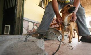 Un hombre rescata a su perro de un lazo ilegal 