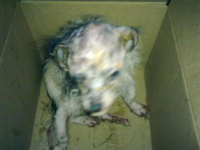 Muere un perro en Errenteria tras ser rociado con un líquido corrosivo y tirado a un contenedor de basura