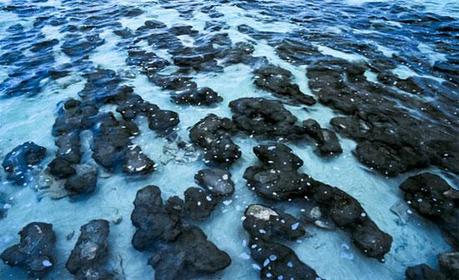 concentrado puro de algas azules concentrado puro de algas azules