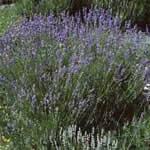 fotos Espliego como planta medicinal