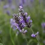 fotos Espliego como planta medicinal