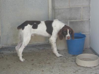 RASTA, ESPAÑOL BRETON EN LA PERRERA DE HUESCA. ACOGIDA O ADOPCIÓN.