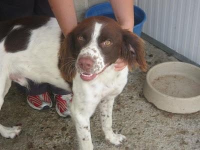 RASTA, ESPAÑOL BRETON EN LA PERRERA DE HUESCA. ACOGIDA O ADOPCIÓN.
