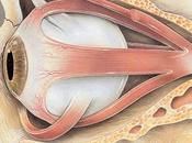 Investigan células madre para curar ceguera