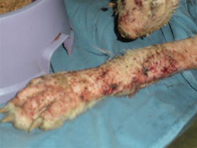 Corcha, la ultima victima, la han quemado con ácido.