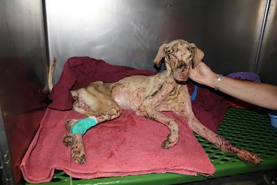 Corcha, la ultima victima, la han quemado con ácido.