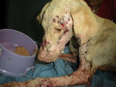 Corcha, la ultima victima, la han quemado con ácido.