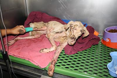 Corcha, la ultima victima, la han quemado con ácido.