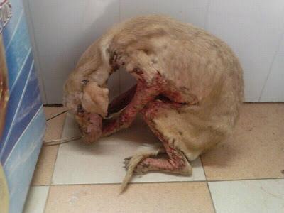 Corcha, la ultima victima, la han quemado con ácido.