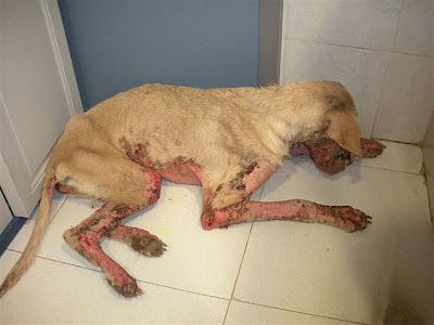 Corcha, la ultima victima, la han quemado con ácido.