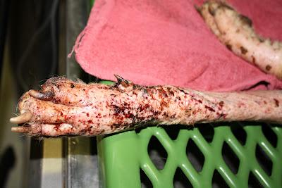 Corcha, la ultima victima, la han quemado con ácido.