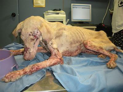 Corcha, la ultima victima, la han quemado con ácido.