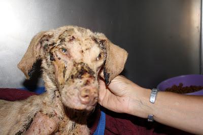 Corcha, la ultima victima, la han quemado con ácido.