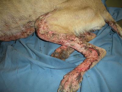 Corcha, la ultima victima, la han quemado con ácido.