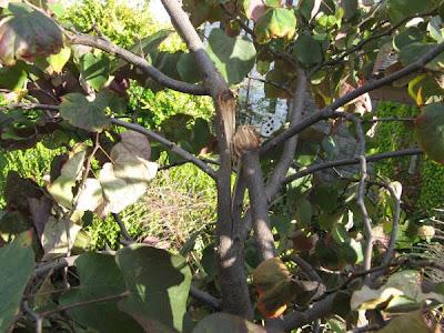 Cómo corregir un árbol con un tronco dañado por el viento