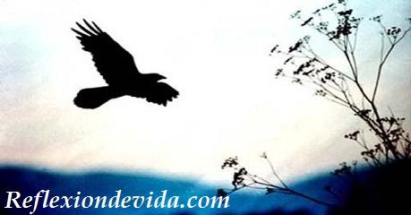 Rescatado por un cuervo