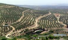 “Irse por los Cerros de Úbeda”