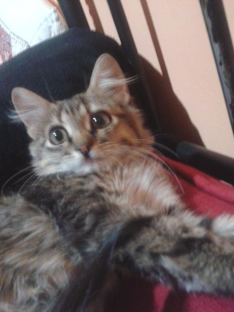 Kitty, preciosa gatita en adopción.