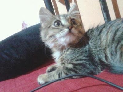 Kitty, preciosa gatita en adopción.