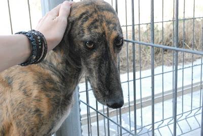 Tres galgos en la perrera, URGENTE casas de acogida para sacarlos de allí. (La Rioja)
