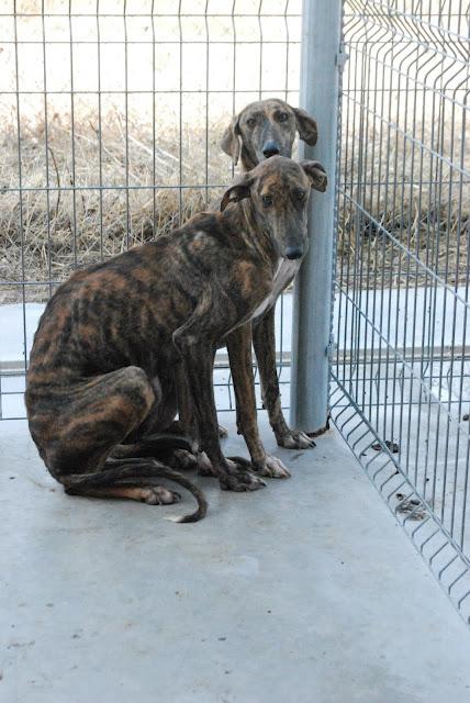 Tres galgos en la perrera, URGENTE casas de acogida para sacarlos de allí. (La Rioja)