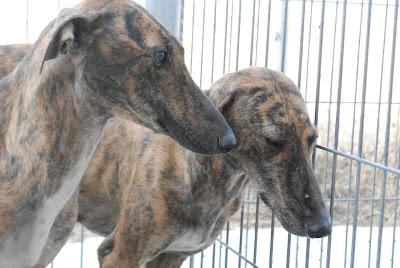Tres galgos en la perrera, URGENTE casas de acogida para sacarlos de allí. (La Rioja)