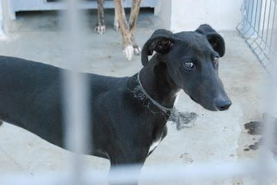 Tres galgos en la perrera, URGENTE casas de acogida para sacarlos de allí. (La Rioja)