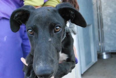 Tres galgos en la perrera, URGENTE casas de acogida para sacarlos de allí. (La Rioja)