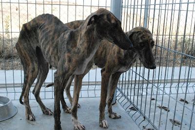 Tres galgos en la perrera, URGENTE casas de acogida para sacarlos de allí. (La Rioja)