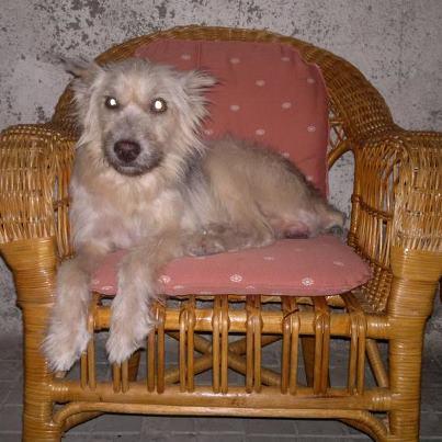 Foto: Esta es hada, una de las liberadas del cautiverio de Albacete  https://www.facebook.com/events/374586155942806/ Tiene Leishmania, pero muchas muchas ganas de superarla y hacer una vida completamente normal a tu lado ... ya ha conocido el infierno ahora le toca conocer el cielo en forma de hogar , no? Si quieres adoptarla escribe a Leticia  leticiamazo@gmail.com tlf 676 81 94 80