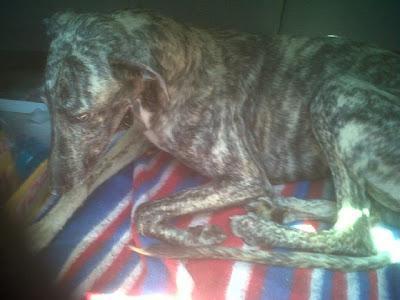 Por fin, rescatado!! Galgo con la pata destrozada.MUY URGENTE!! (Sevilla)