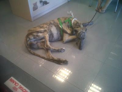 Por fin, rescatado!! Galgo con la pata destrozada.MUY URGENTE!! (Sevilla)